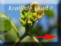 Krllede skud